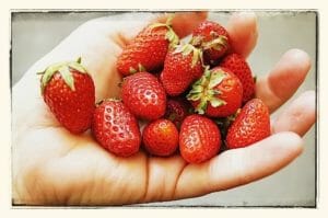 Teeny tiny strawberries / momskitchenhandbook.com