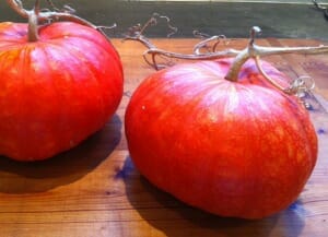 home grown french red pumpkins