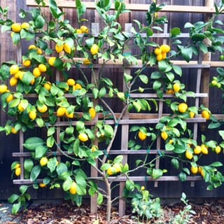 Espaliered Meyer Lemons