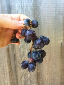 Seedless Concord Grapes