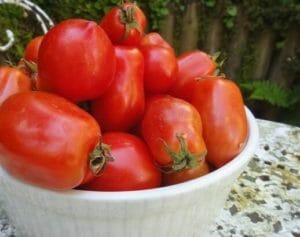 Garden Plum Tomatoes