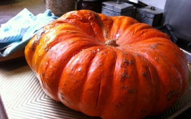 large pumpkin to make pumpkin puree