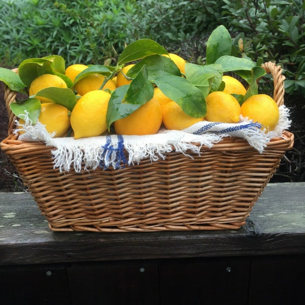 basket of lemons and how to use preserved lemons