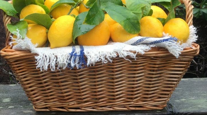 basket of lemons and how to use preserved lemons